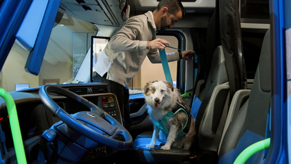 Dog wearing a safety harness sits in the passenger seat of a Volvo truck cab while a man demonstrates securing the pet with a restraint strap.