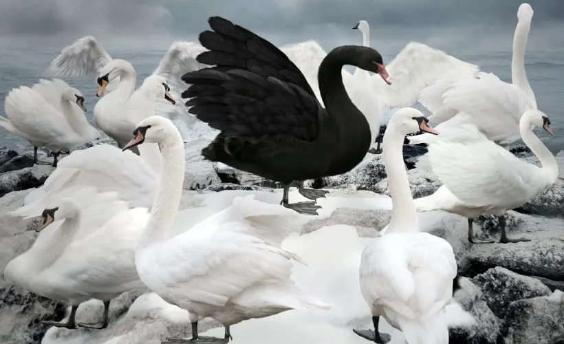 Three Black Swan Events Threaten to Change the Fleet Management Paradigm